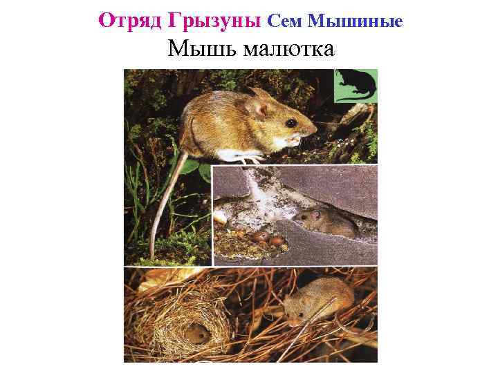 Отряд Грызуны Сем Мышиные Мышь малютка 