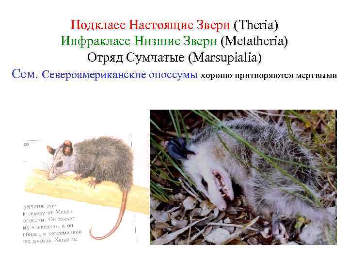 Подкласс Настоящие Звери (Theria) Инфракласс Низшие Звери (Metatheria) Отряд Сумчатые (Marsupialia) Сем. Североамериканские опоссумы