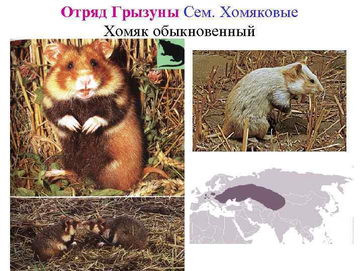 Отряд Грызуны Сем. Хомяковые Хомяк обыкновенный 