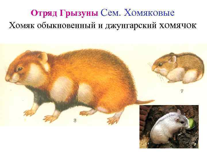 Отряд Грызуны Сем. Хомяковые Хомяк обыкновенный и джунгарский хомячок 