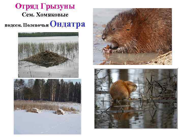 Отряд Грызуны Сем. Хомяковые подсем. Полевочьи Ондатра 
