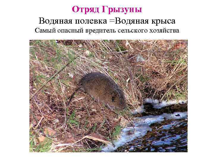 Отряд Грызуны Водяная полевка =Водяная крыса Самый опасный вредитель сельского хозяйства 