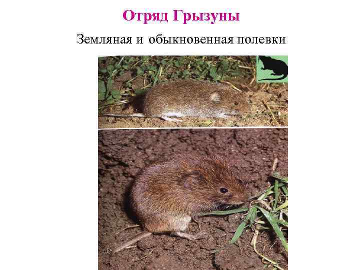 Отряд Грызуны Земляная и обыкновенная полевки 