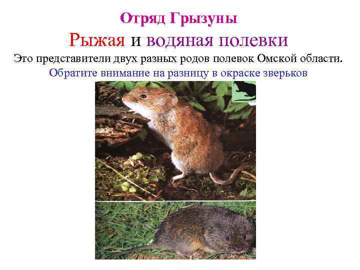 Отряд Грызуны Рыжая и водяная полевки Это представители двух разных родов полевок Омской области.