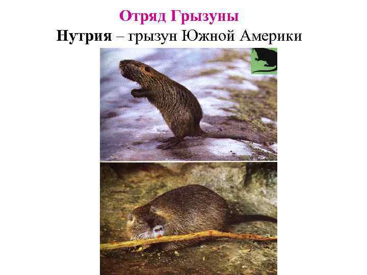 Отряд Грызуны Нутрия – грызун Южной Америки 