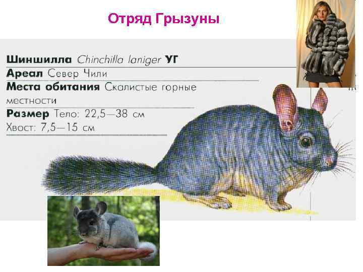 Отряд Грызуны 