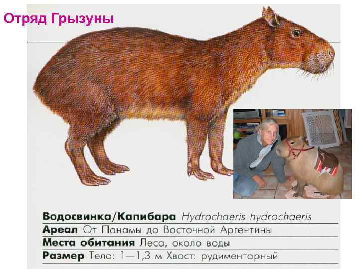 Отряд Грызуны 