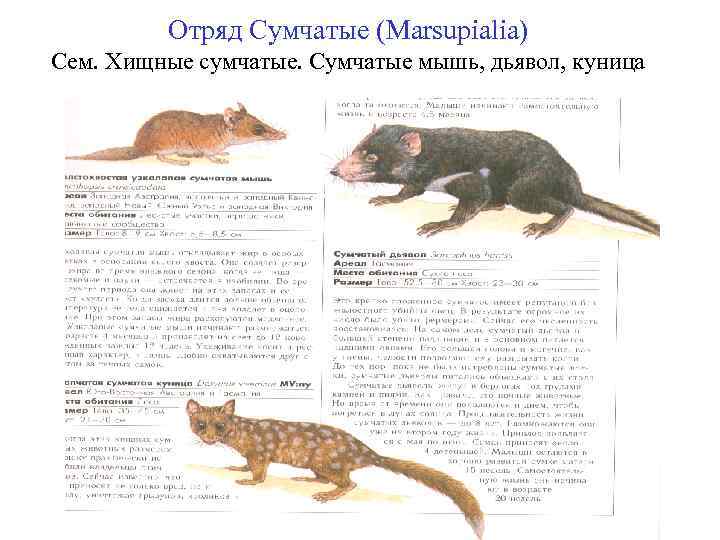 Отряд Сумчатые (Marsupialia) Сем. Хищные сумчатые. Сумчатые мышь, дьявол, куница 