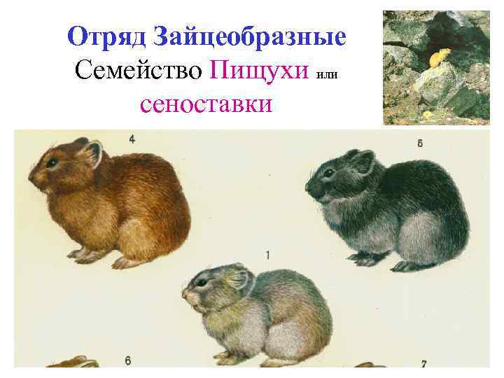 Отряд Зайцеобразные Семейство Пищухи или сеноставки 