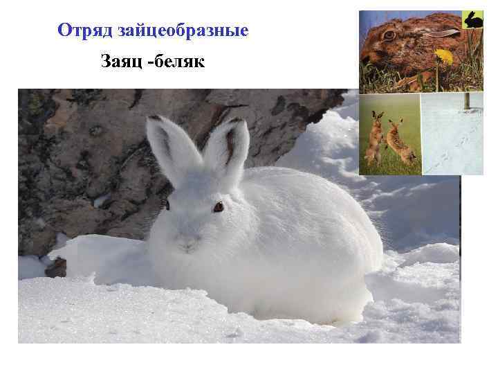 Отряд зайцеобразные Заяц -беляк 