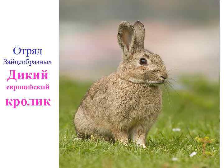 Отряд Зайцеобразных Дикий европейский кролик 