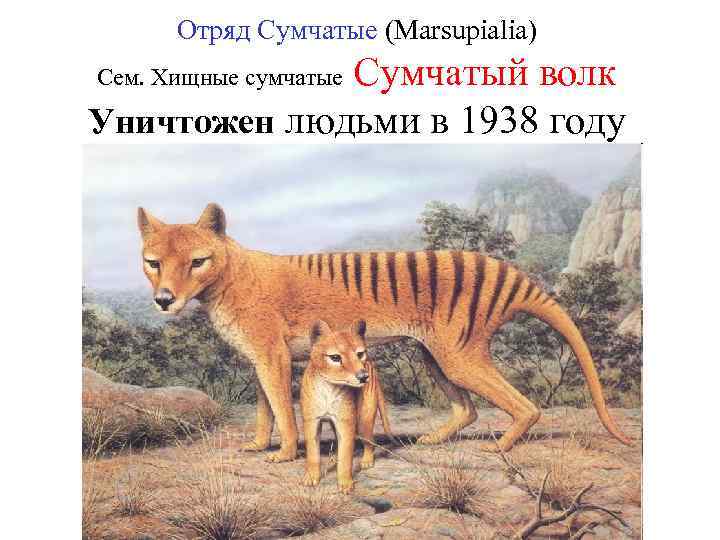 Отряд Сумчатые (Marsupialia) Сумчатый волк Уничтожен людьми в 1938 году Сем. Хищные сумчатые 