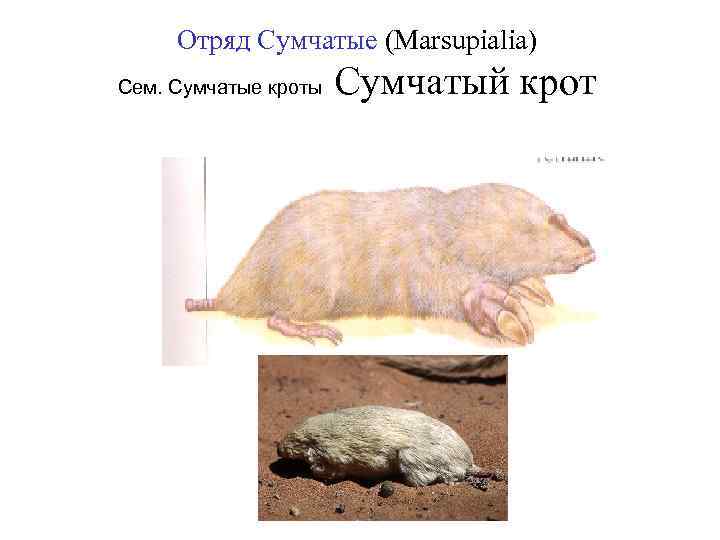 Отряд Сумчатые (Marsupialia) Сем. Сумчатые кроты Сумчатый крот 