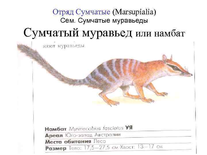 Отряд Сумчатые (Marsupialia) Сем. Сумчатые муравьеды Сумчатый муравьед или намбат 
