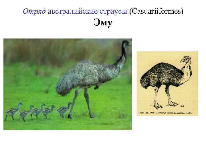 Отряд австралийские страусы (Casuariiformes) Эму 