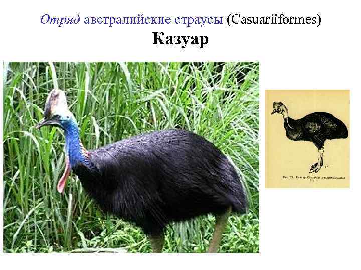 Отряд австралийские страусы (Casuariiformes) Казуар 