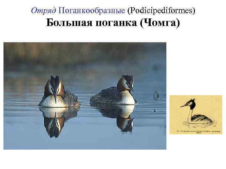 Отряд Поганкообразные (Podicipediformes) Большая поганка (Чомга) 