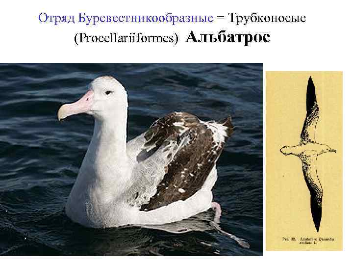 Отряд Буревестникообразные = Трубконосые (Procellariiformes) Альбатрос 