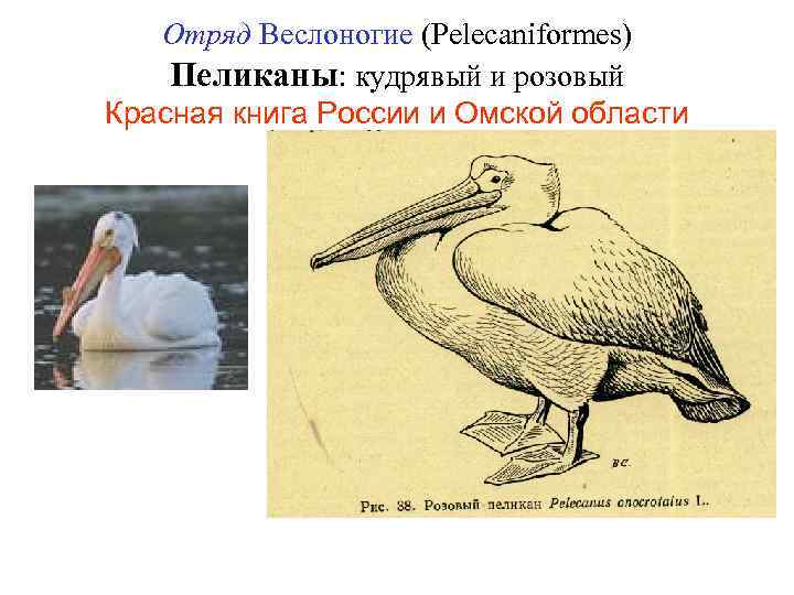 Отряд Веслоногие (Pelecaniformes) Пеликаны: кудрявый и розовый Красная книга России и Омской области 