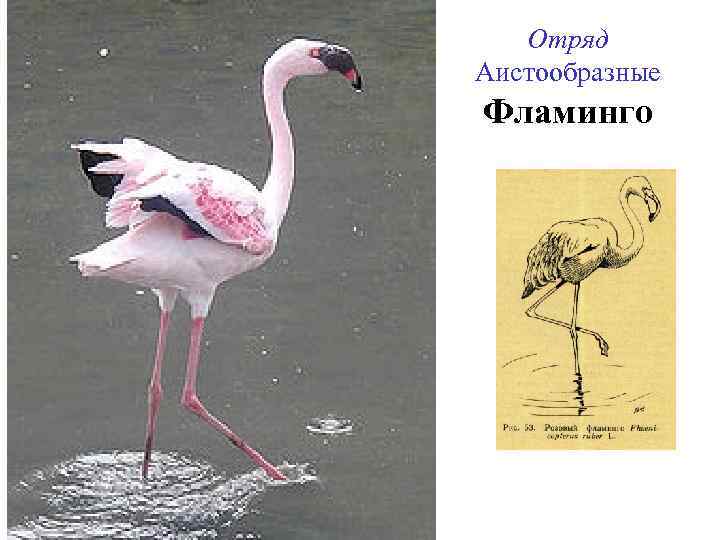Отряд Аистообразные Фламинго 