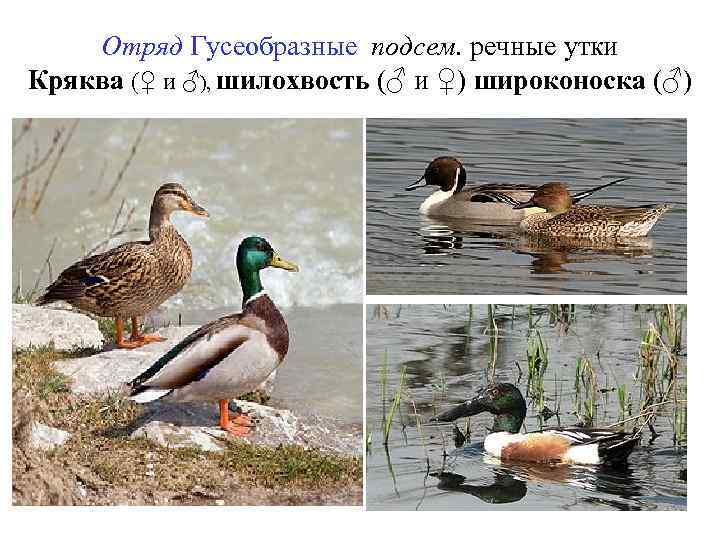 Отряд Гусеобразные подсем. речные утки Кряква (♀ и ♂), шилохвость (♂ и ♀) широконоска