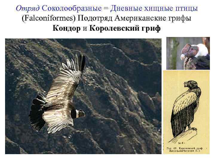 Отряд Соколообразные = Дневные хищные птицы (Falconiformes) Подотряд Американские грифы Кондор и Королевский гриф