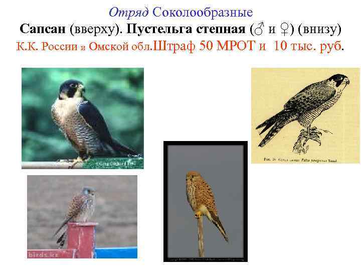 Отряд Соколообразные Сапсан (вверху). Пустельга степная (♂ и ♀) (внизу) К. К. России и
