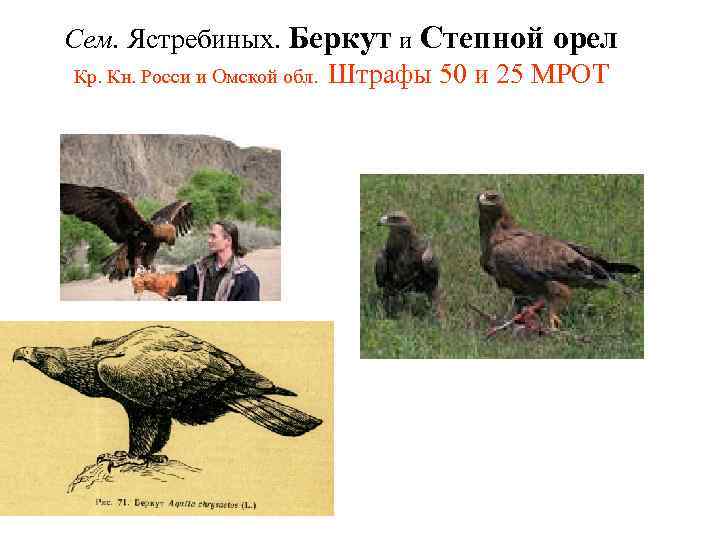 Сем. Ястребиных. Беркут и Степной орел Кр. Кн. Росси и Омской обл. Штрафы 50