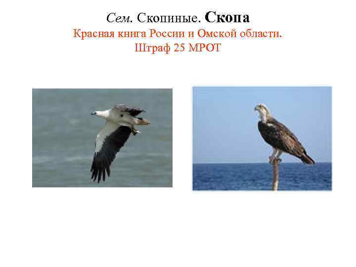 Сем. Скопиные. Скопа Красная книга России и Омской области. Штраф 25 МРОТ 