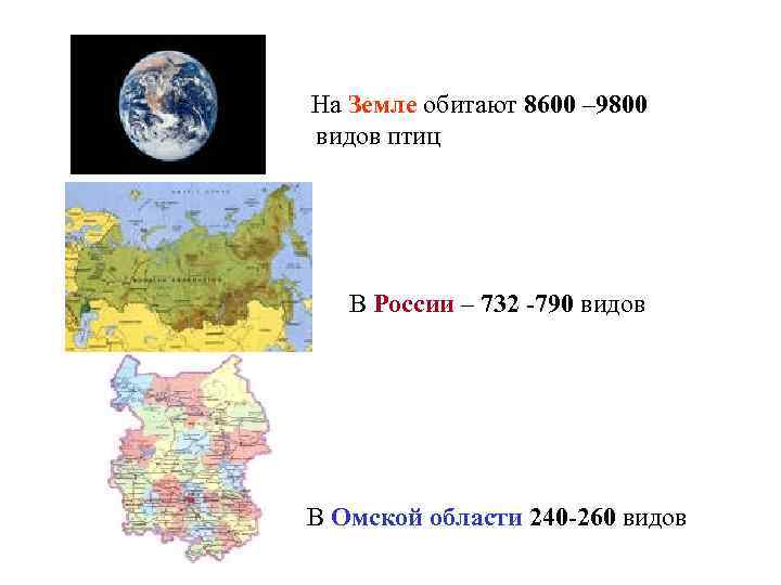 На Земле обитают 8600 – 9800 видов птиц В России – 732 -790 видов