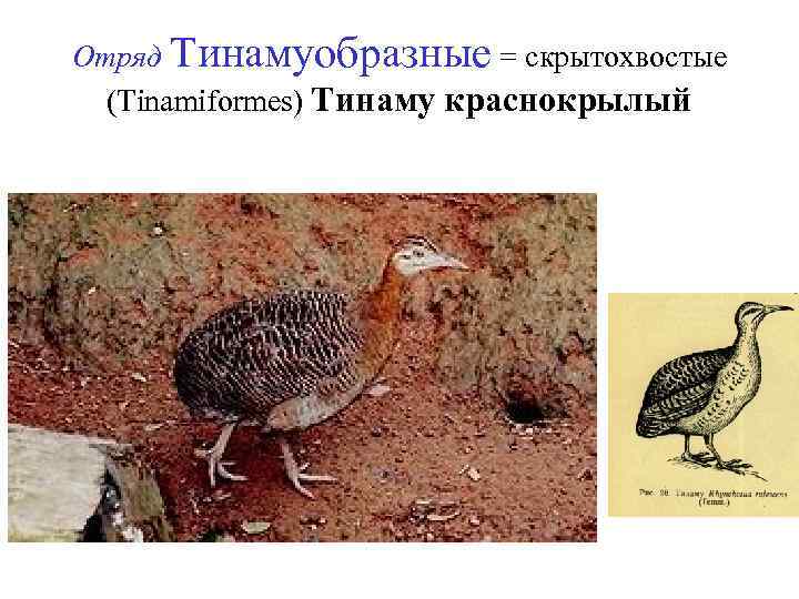 Отряд Тинамуобразные = скрытохвостые (Tinamiformes) Тинаму краснокрылый 