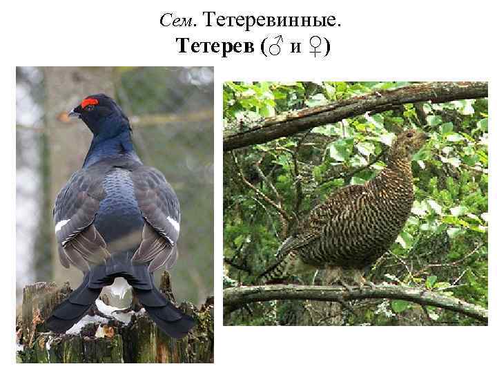 Сем. Тетеревинные. Тетерев (♂ и ♀) 