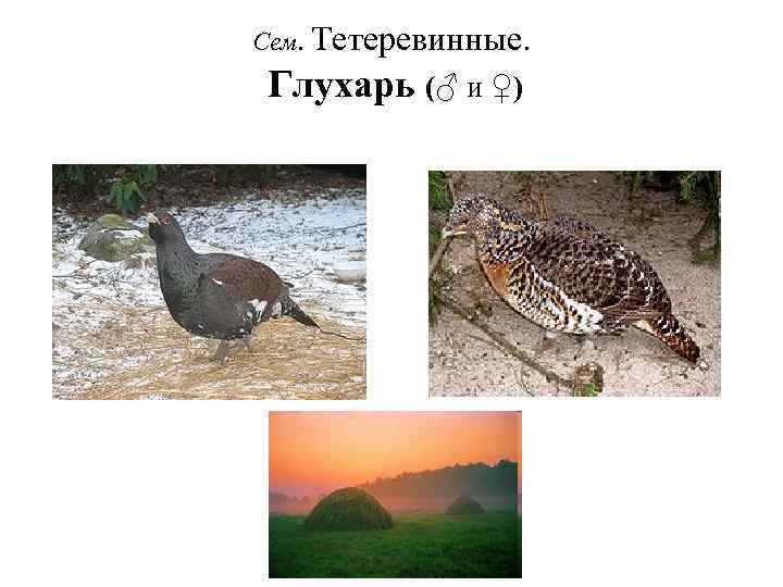Сем. Тетеревинные. Глухарь (♂ и ♀) 