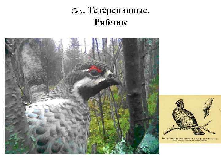Сем. Тетеревинные. Рябчик 