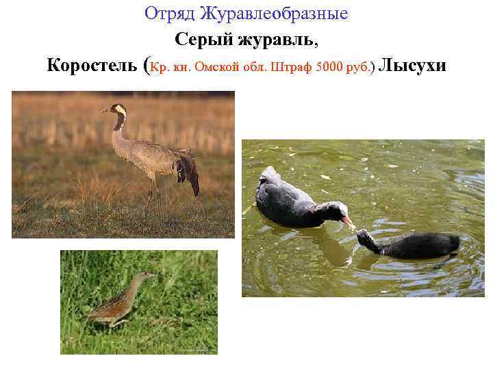 Отряд Журавлеобразные Серый журавль, Коростель (Кр. кн. Омской обл. Штраф 5000 руб. ) Лысухи