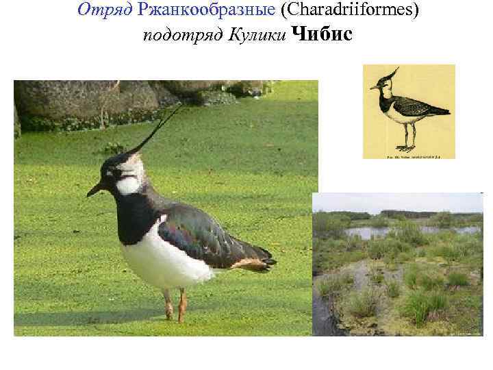 Отряд Ржанкообразные (Charadriiformes) подотряд Кулики Чибис 