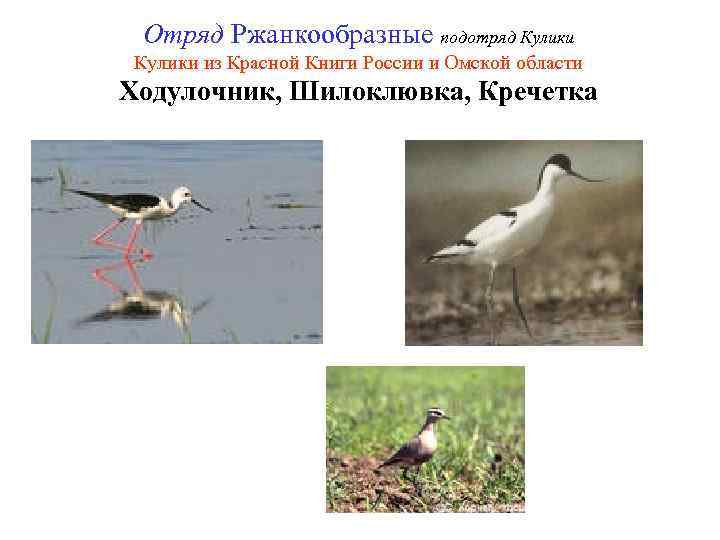 Отряд Ржанкообразные подотряд Кулики из Красной Книги России и Омской области Ходулочник, Шилоклювка, Кречетка
