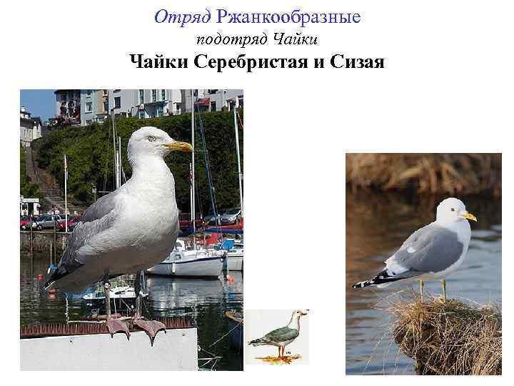 Отряд Ржанкообразные подотряд Чайки Серебристая и Сизая 