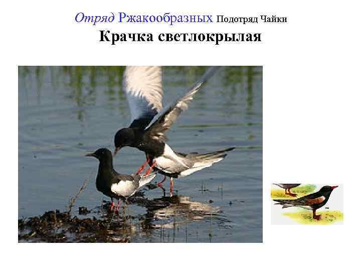 Отряд Ржакообразных Подотряд Чайки Крачка светлокрылая 