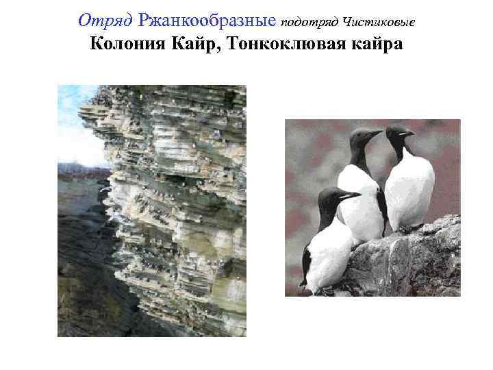 Отряд Ржанкообразные подотряд Чистиковые Колония Кайр, Тонкоклювая кайра 