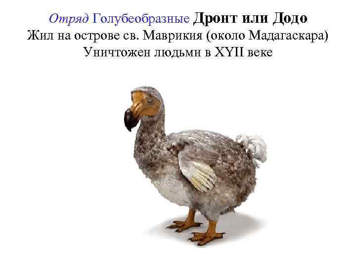 Отряд Голубеобразные Дронт или Додо Жил на острове св. Маврикия (около Мадагаскара) Уничтожен людьми