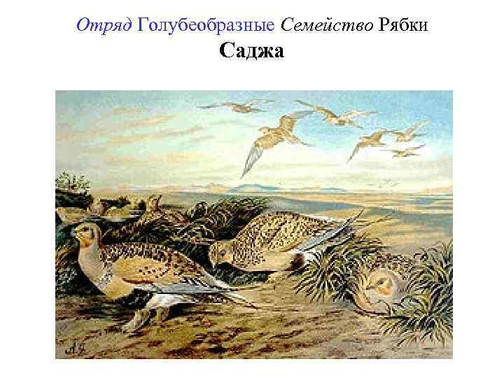 Отряд Голубеобразные Семейство Рябки Саджа 