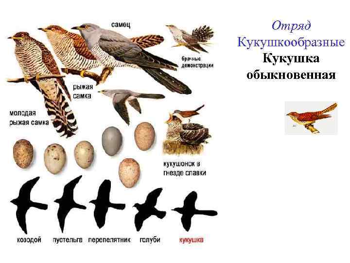 Размеры птиц сравнение. Отряд Кукушкообразные представители. Кукушкообразные птицы представители. Отряд кукушки общая характеристика. Характеристика отряда Кукушкообразные.