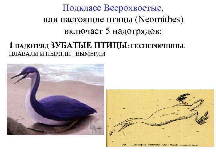 Подкласс Веерохвостые, или настоящие птицы (Neornithes) включает 5 надотрядов: 1 НАДОТРЯД ЗУБАТЫЕ ПТИЦЫ: ГЕСПЕРОРНИНЫ.