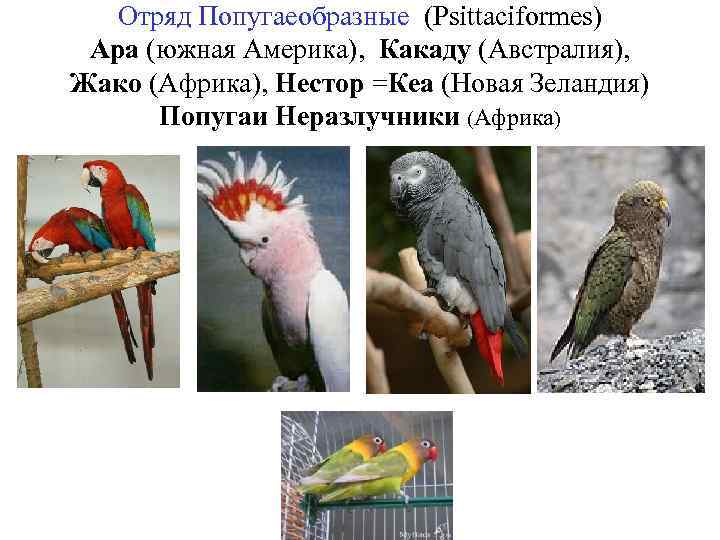 Отряд Попугаеобразные (Psittaciformes) Ара (южная Америка), Какаду (Австралия), Жако (Африка), Нестор =Кеа (Новая Зеландия)