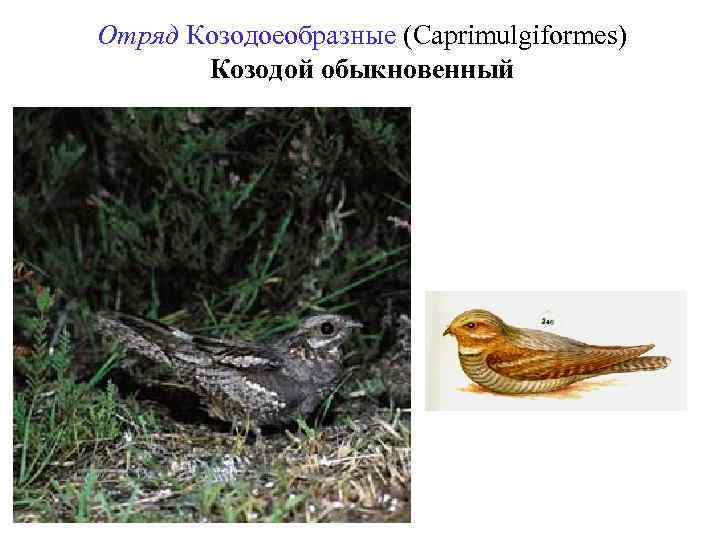 Отряд Козодоеобразные (Caprimulgiformes) Козодой обыкновенный 
