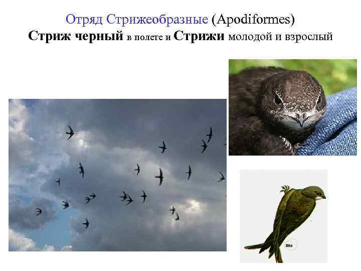 Отряд Стрижеобразные (Apodiformes) Стриж черный в полете и Стрижи молодой и взрослый 