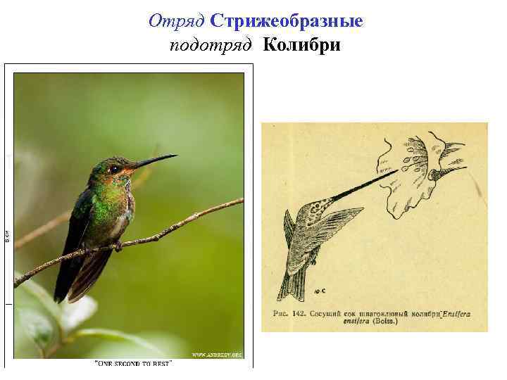 Отряд Стрижеобразные подотряд Колибри 
