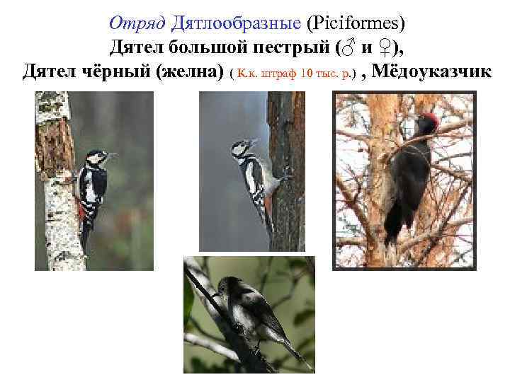 Отряд Дятлообразные (Piciformes) Дятел большой пестрый (♂ и ♀), Дятел чёрный (желна) ( К.