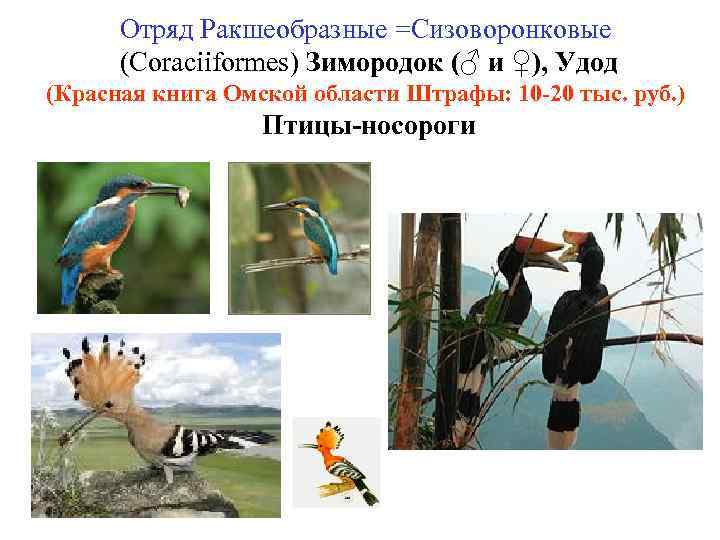 Отряд Ракшеобразные =Сизоворонковые (Coraciiformes) Зимородок (♂ и ♀), Удод (Красная книга Омской области Штрафы: